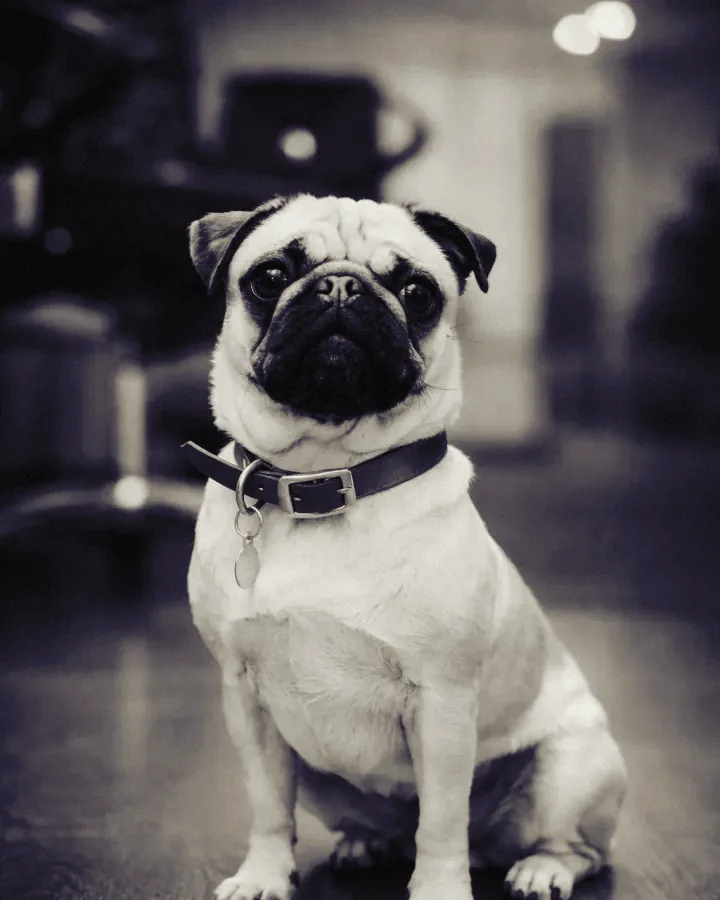 Ella, der Mops und Bürohund im Berliner Studio von Engine Native